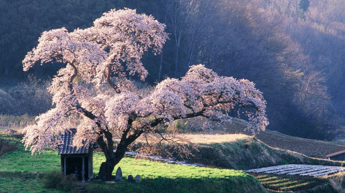 pink tree