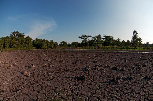 Drained swamp