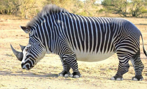 RhinoZebra