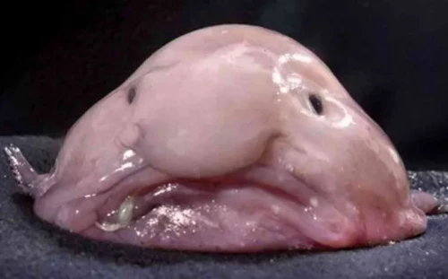 Blobfish