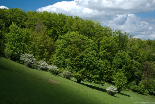 forest in spring