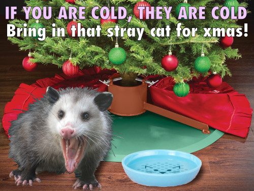 possum cat joke xmas bring them in from cold FINAL