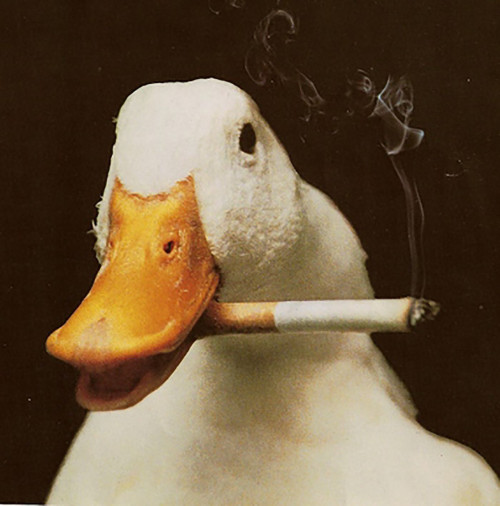 Duck smoking a cigarette