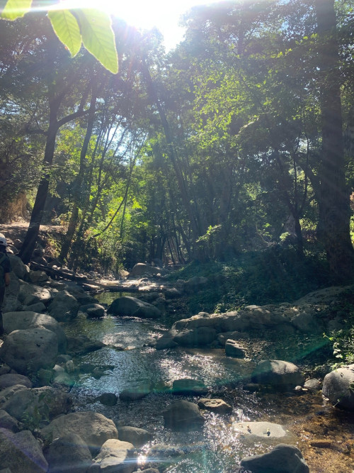 River in forest