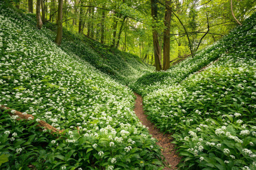 Trail with flowers