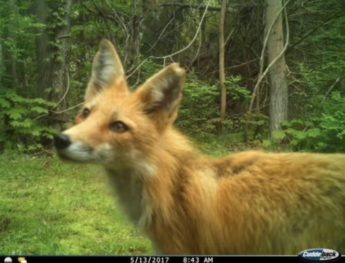 Fox caugth by hunting camera