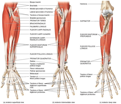 Forearm Muscles